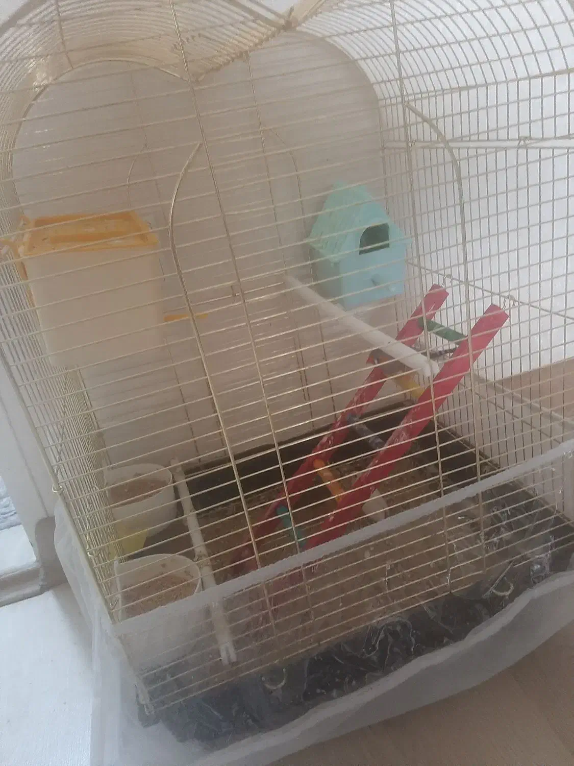 فنچ ۳عددی همراه قفس و لوازم|پرنده|تبریز, |دیوار