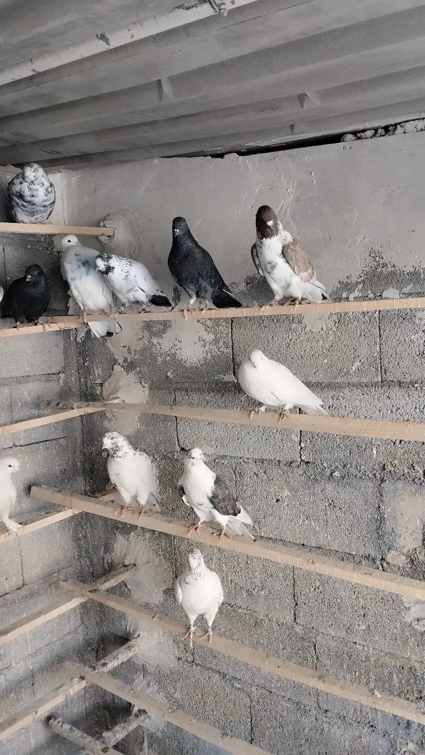 کبوتر پرشی واکسن خورده اماده|پرنده|اشنویه, |دیوار