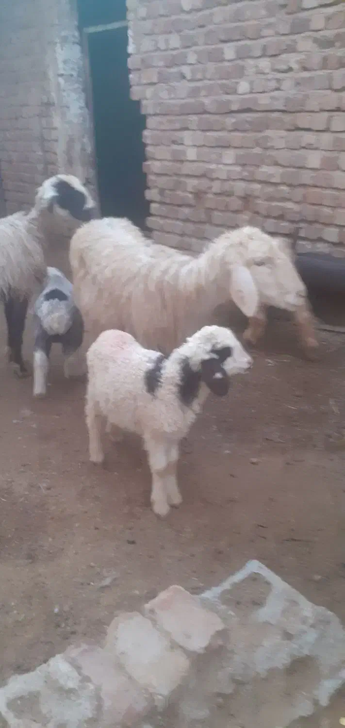 میش برداره|حیوانات مزرعه|مرودشت, ده بید|دیوار