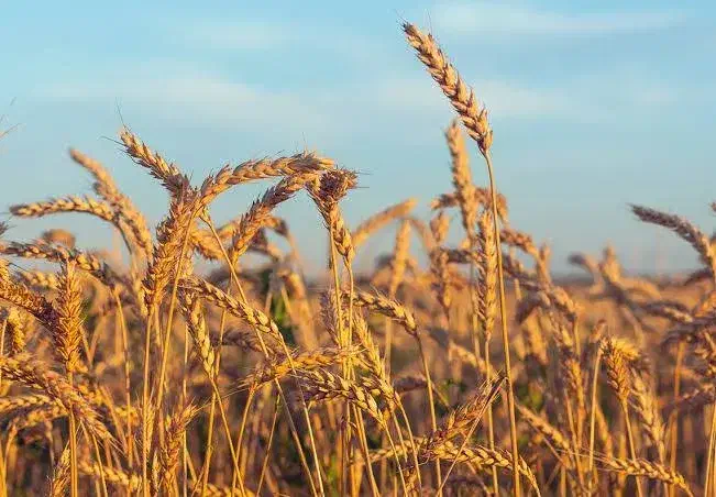 گندم فروشی|خوردنی و آشامیدنی|جلگه ماژان, |دیوار