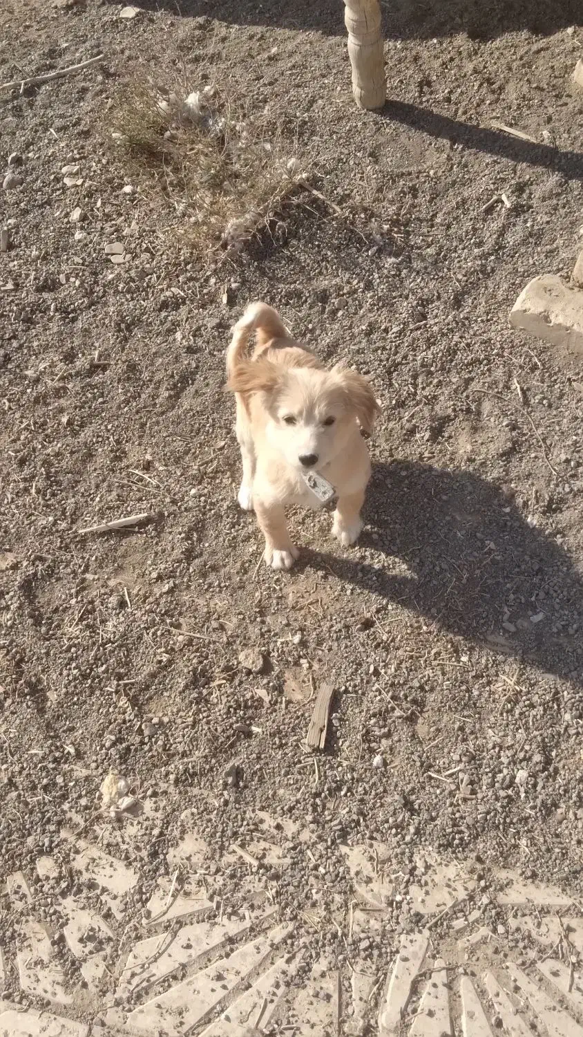 واگذاری سگ پاکوتاه|سگ|کاشان, راوند|دیوار