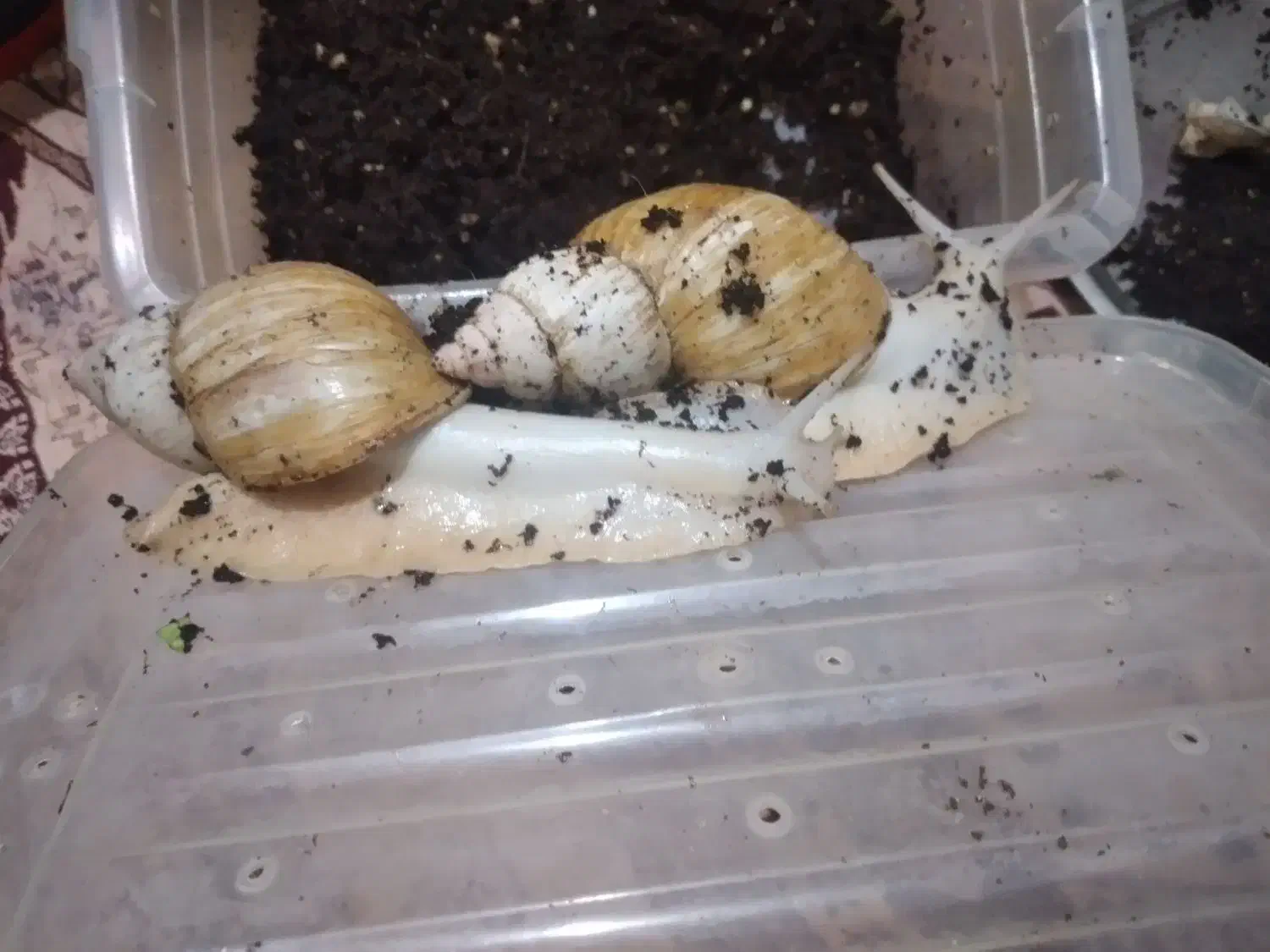 جفت حلزون|خزنده|تهران, سلیمانی|دیوار