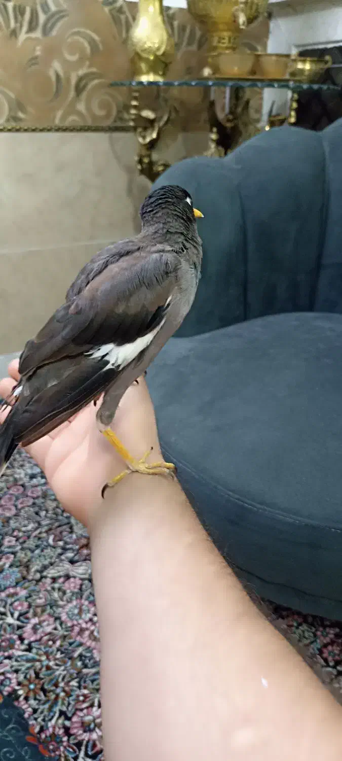 مرغ مینا رام و عروس هلندی نرماده رام|پرنده|ری, دولت‌آباد|دیوار