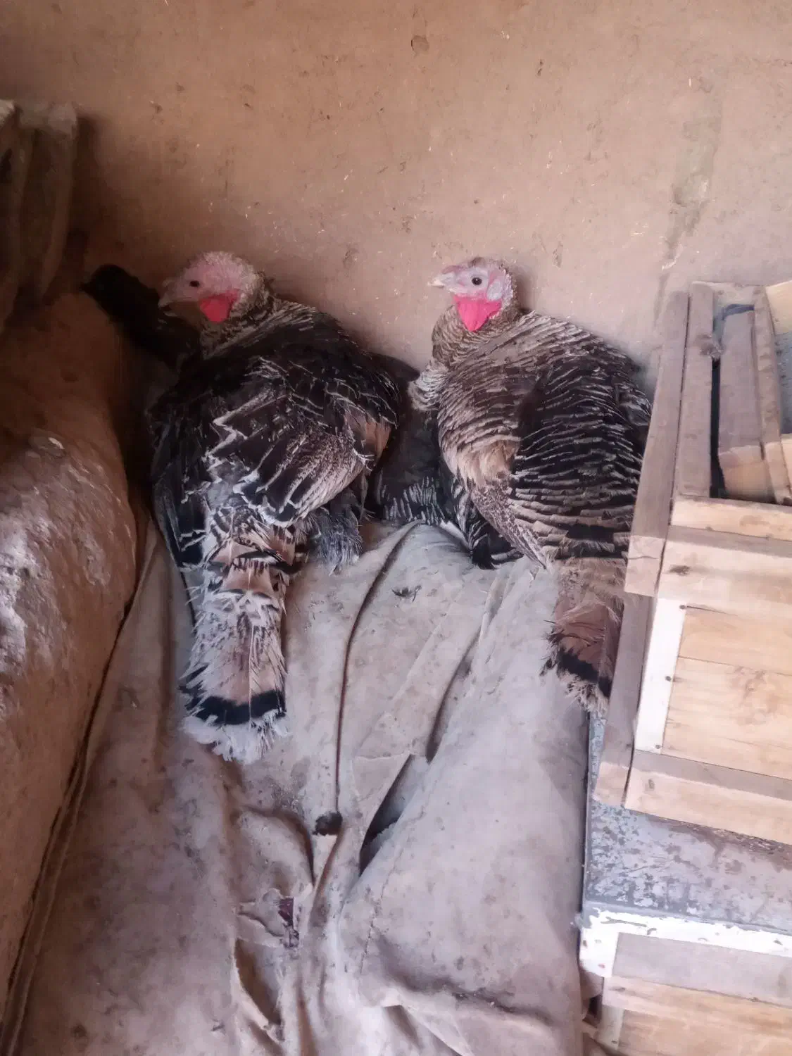 بوقلمون|حیوانات مزرعه|نیشابور, مبارکه|دیوار