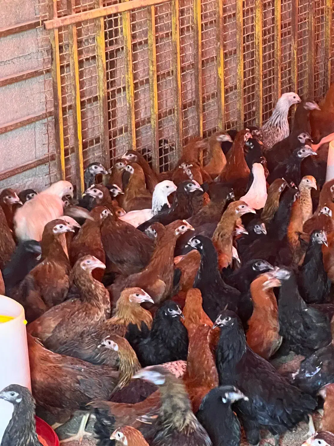 مرغ ۴ ماهه|حیوانات مزرعه|بسطام, |دیوار