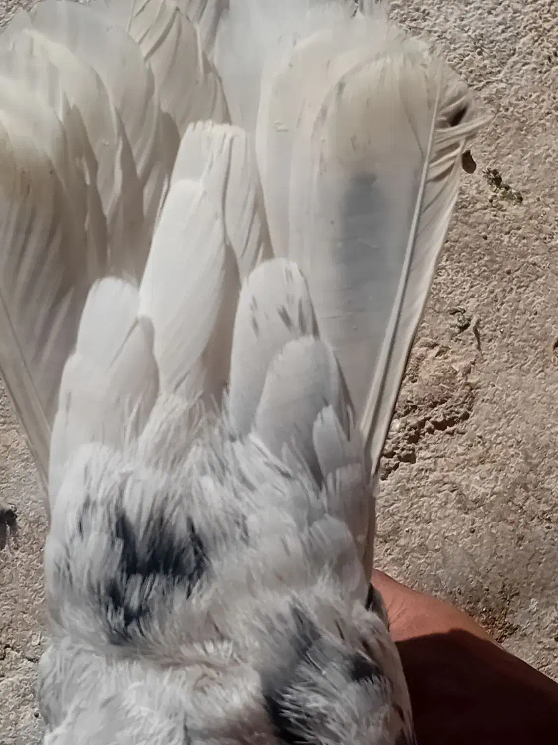 فروش هفت رنگ دم سفید نر پریده|پرنده|رفسنجان, |دیوار