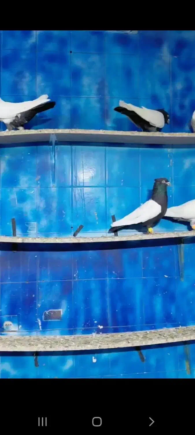 دسته رنگی درجه یک|پرنده|دزفول, |دیوار