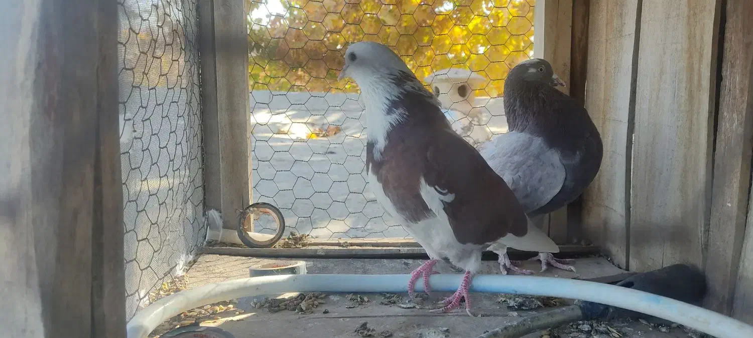 کبوتر پرشی|پرنده|گلپایگان, |دیوار