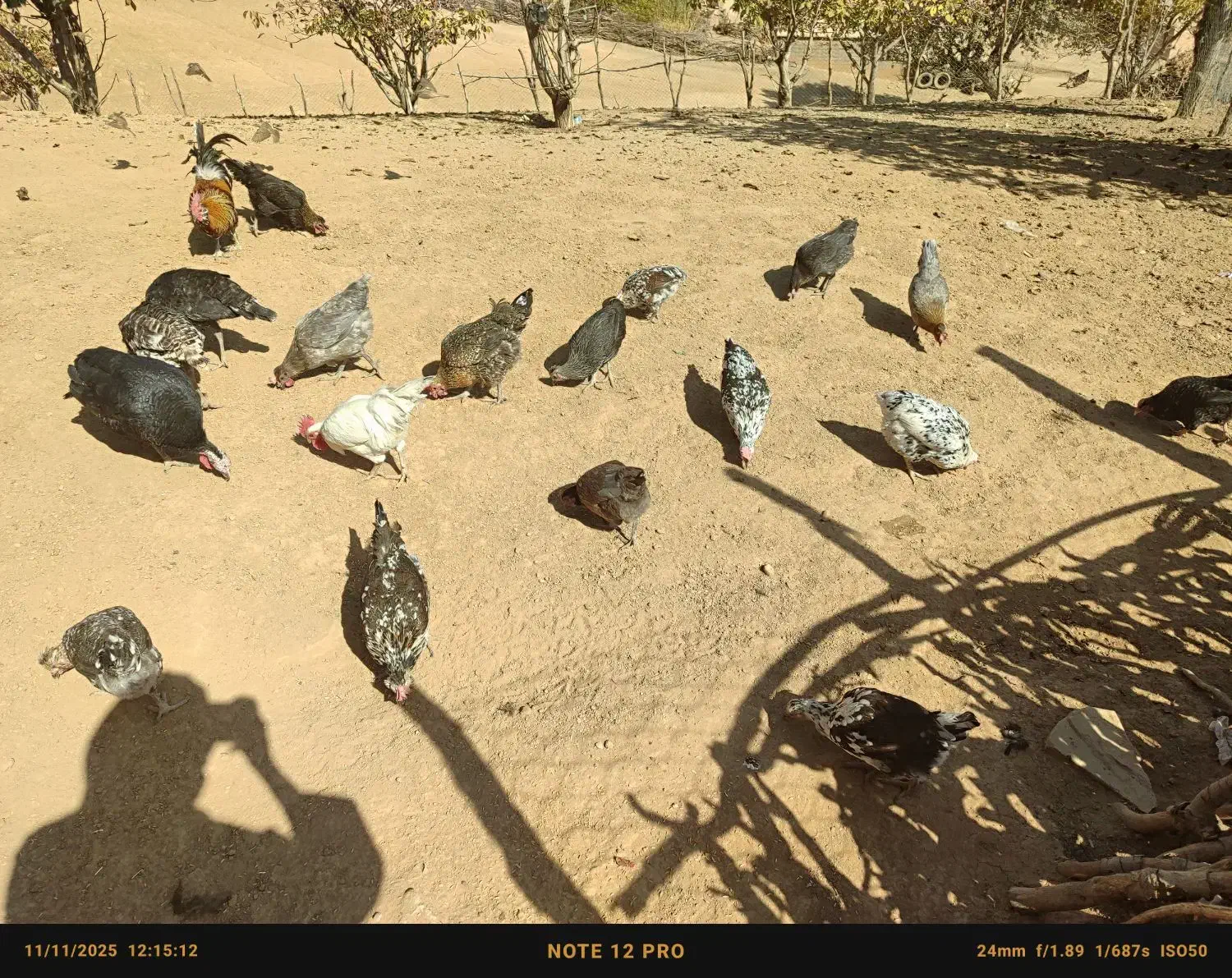 مرغ|حیوانات مزرعه|لردگان, |دیوار