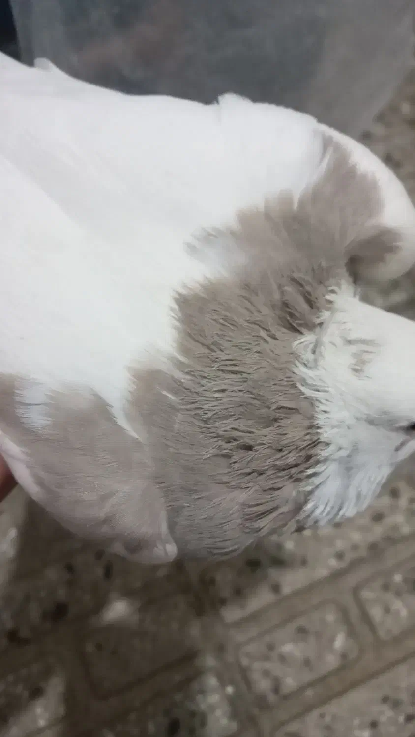 چهارعددکبوتر|پرنده|کامیاران, |دیوار