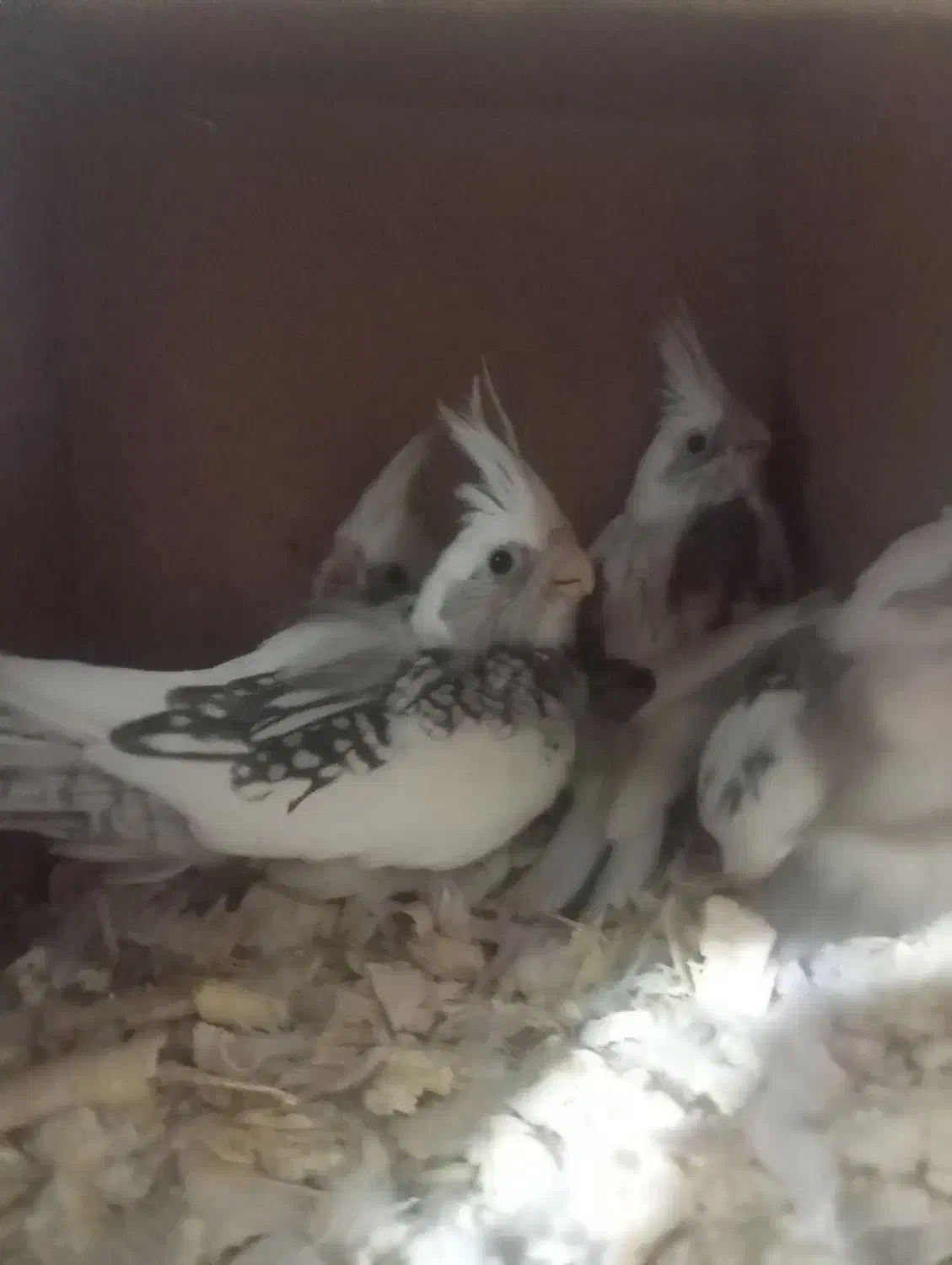 دوکت لوتینو و جوجه|پرنده|علی‌آباد کتول, |دیوار