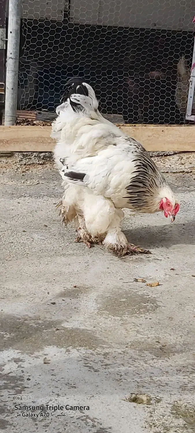 خروس برهما|حیوانات مزرعه|ساری, |دیوار