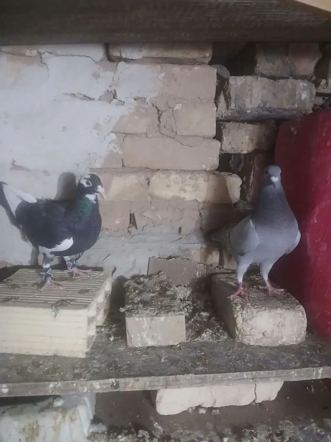 کفتر|پرنده|یزد, |دیوار