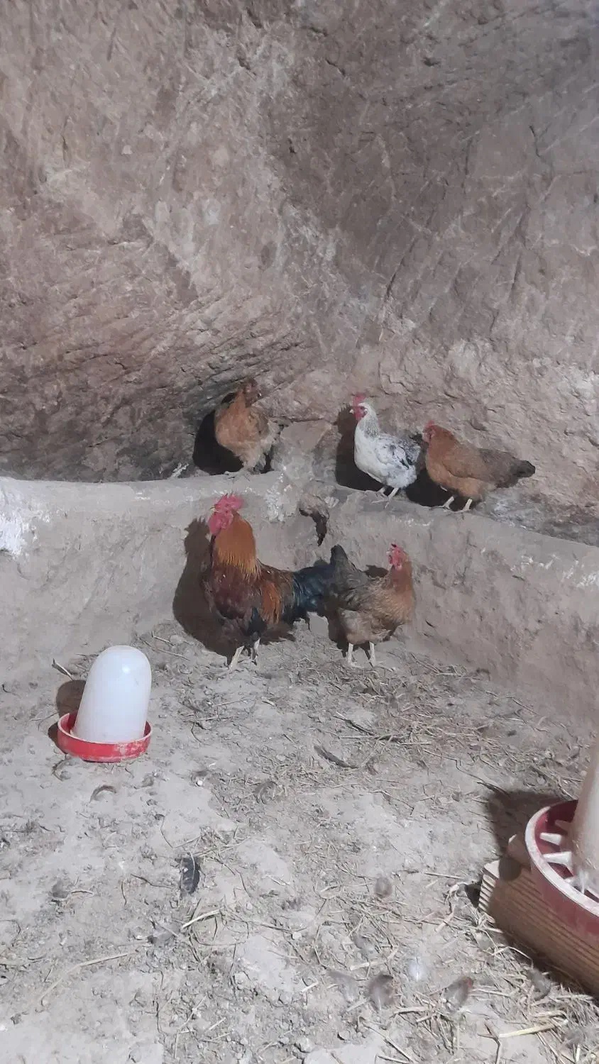 مرغ و خروس محلی|حیوانات مزرعه|چورزق, |دیوار