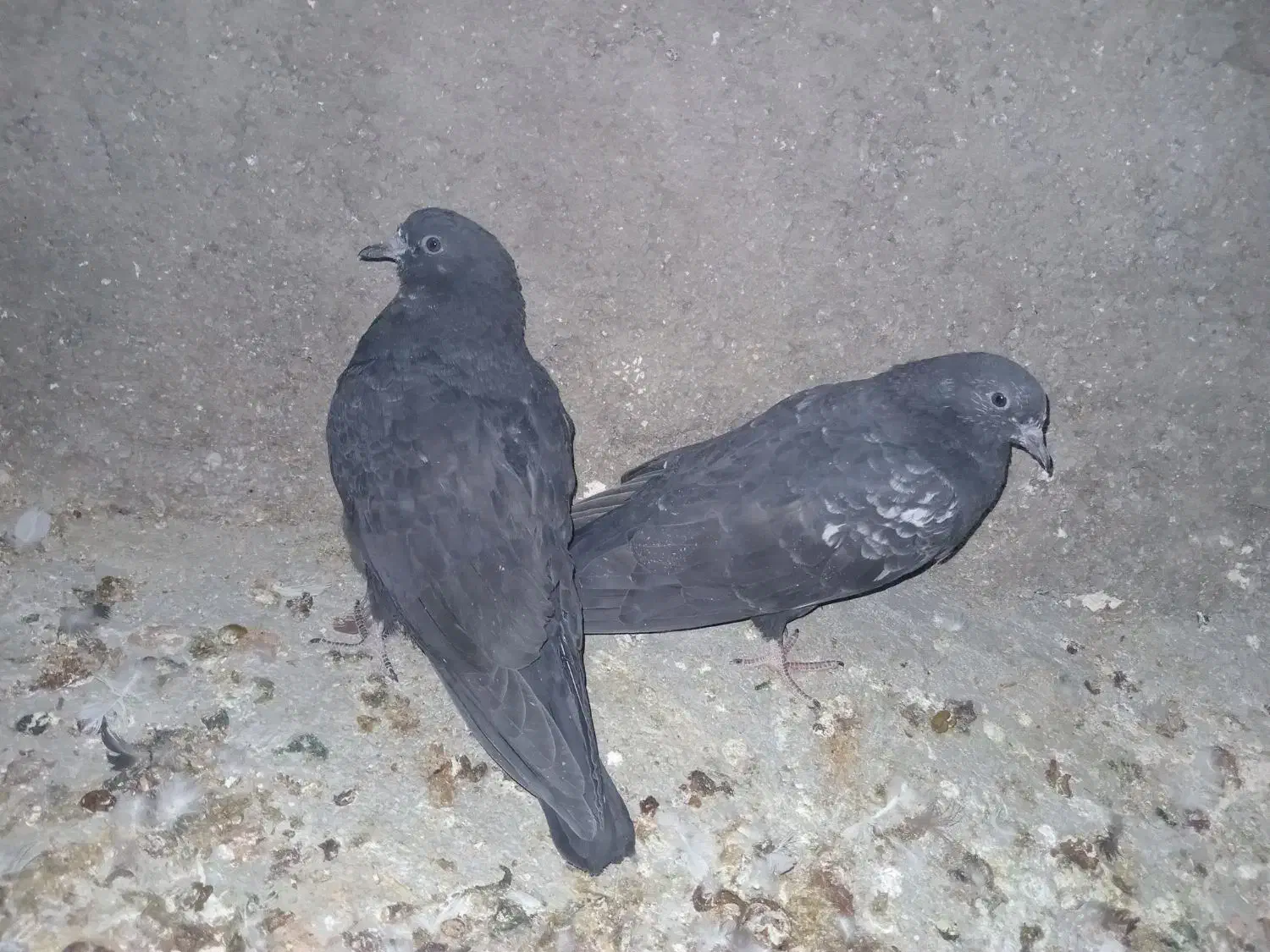 ۳تا کله سیاه|پرنده|ایذه, |دیوار