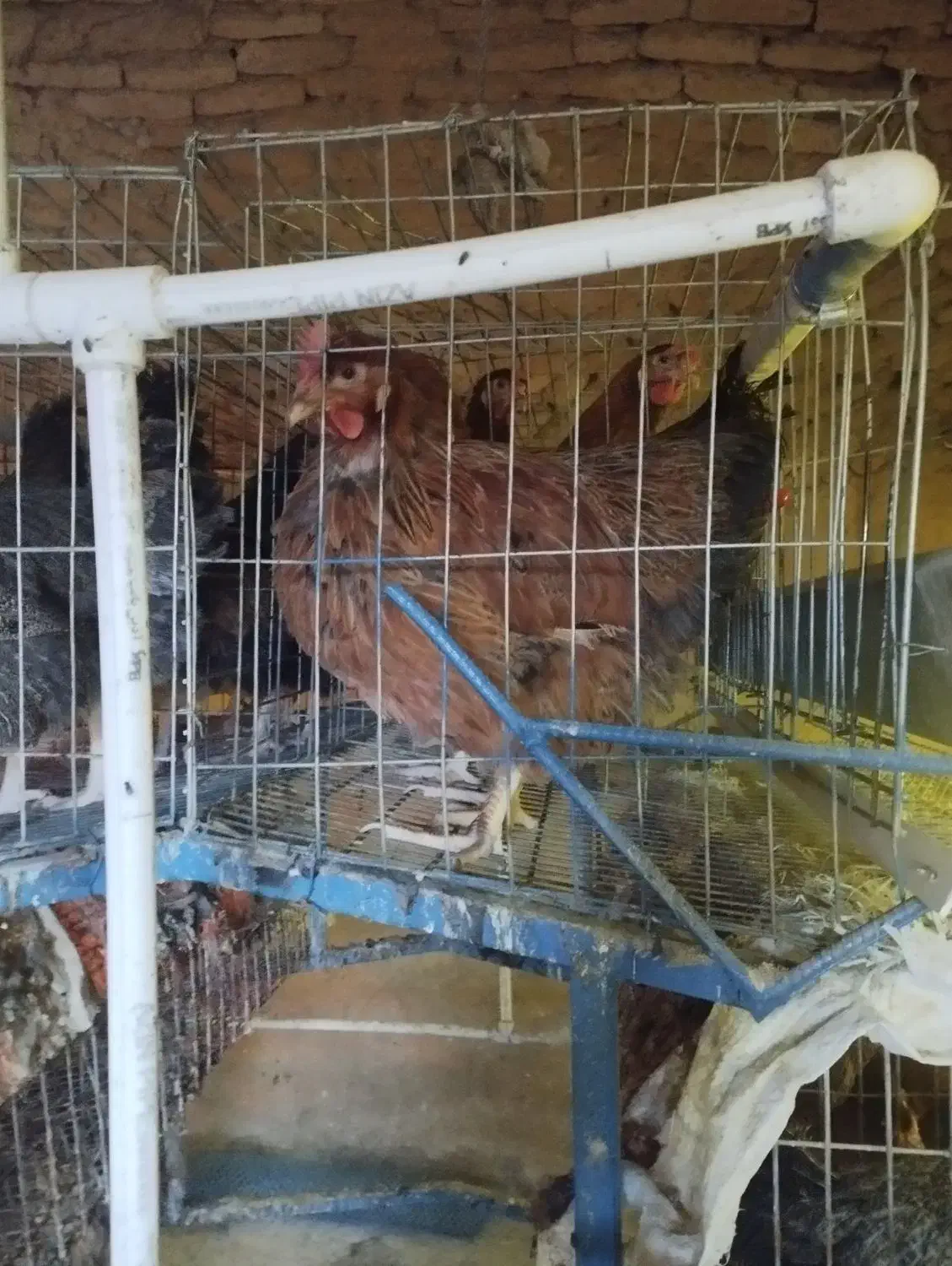 قفس مرغ|لوازم جانبی حیوانات|فردوس (خراسان), |دیوار