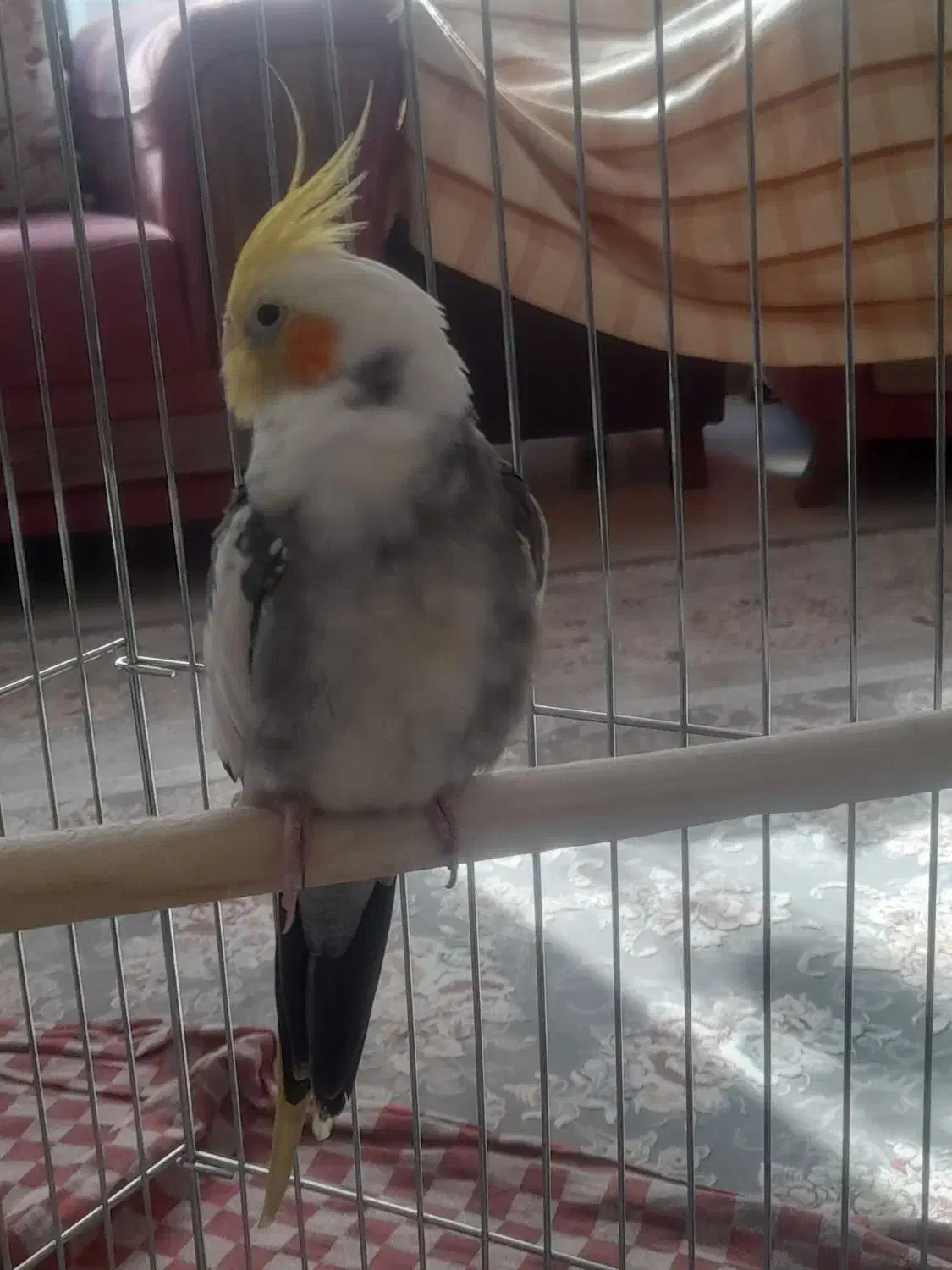 عروس هلندی|پرنده|سنندج, |دیوار