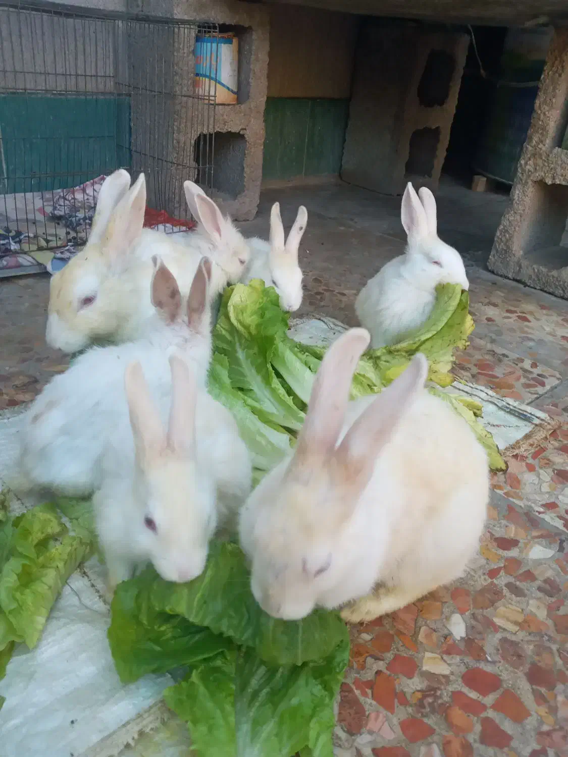 فروش خرگوش|موش و خرگوش|ایذه, |دیوار