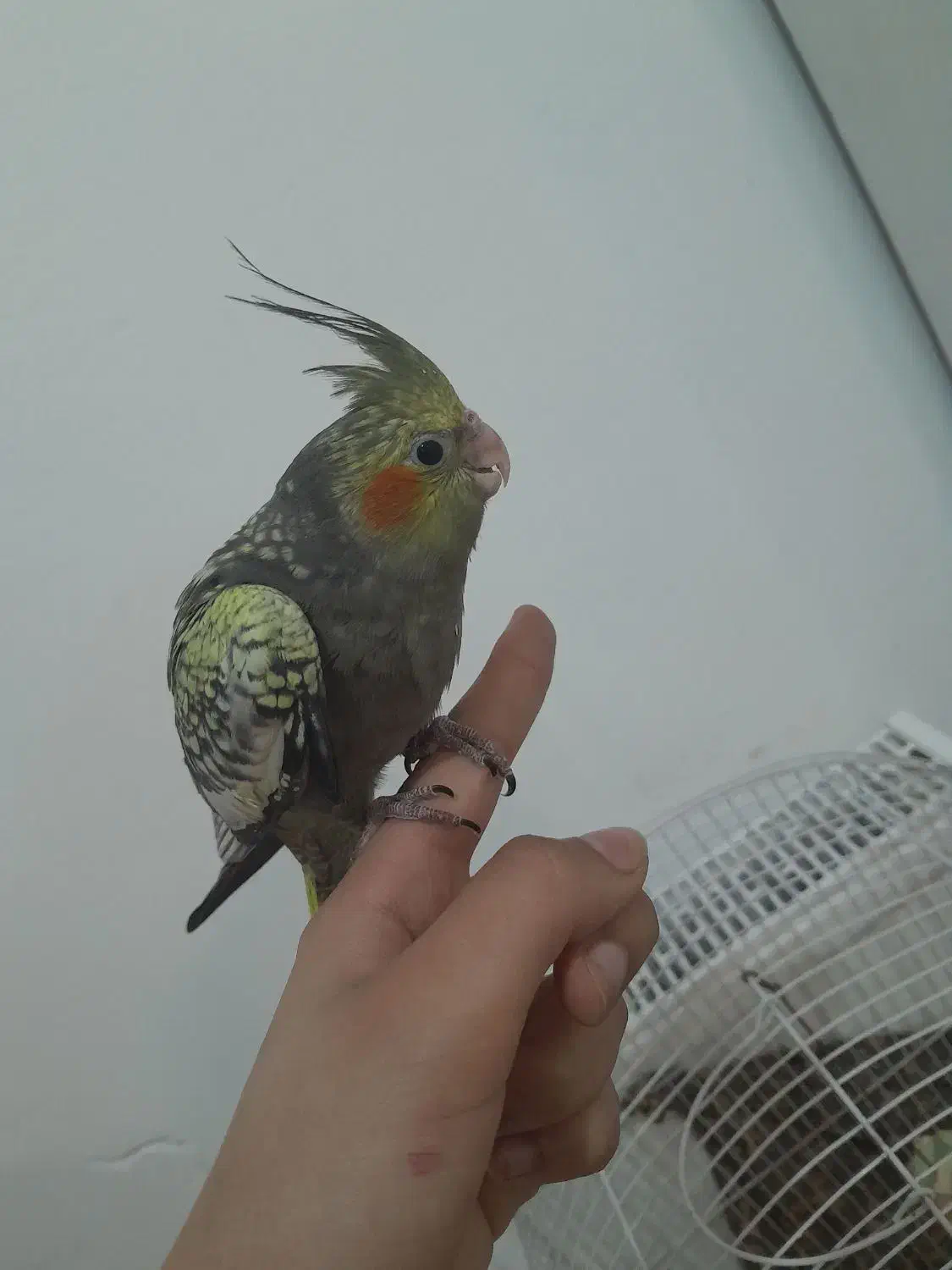 عروس هلندی۱ونیم ماهه نر سالم و شیطون|پرنده|شهریار, شهرک مصطفی خمینی|دیوار