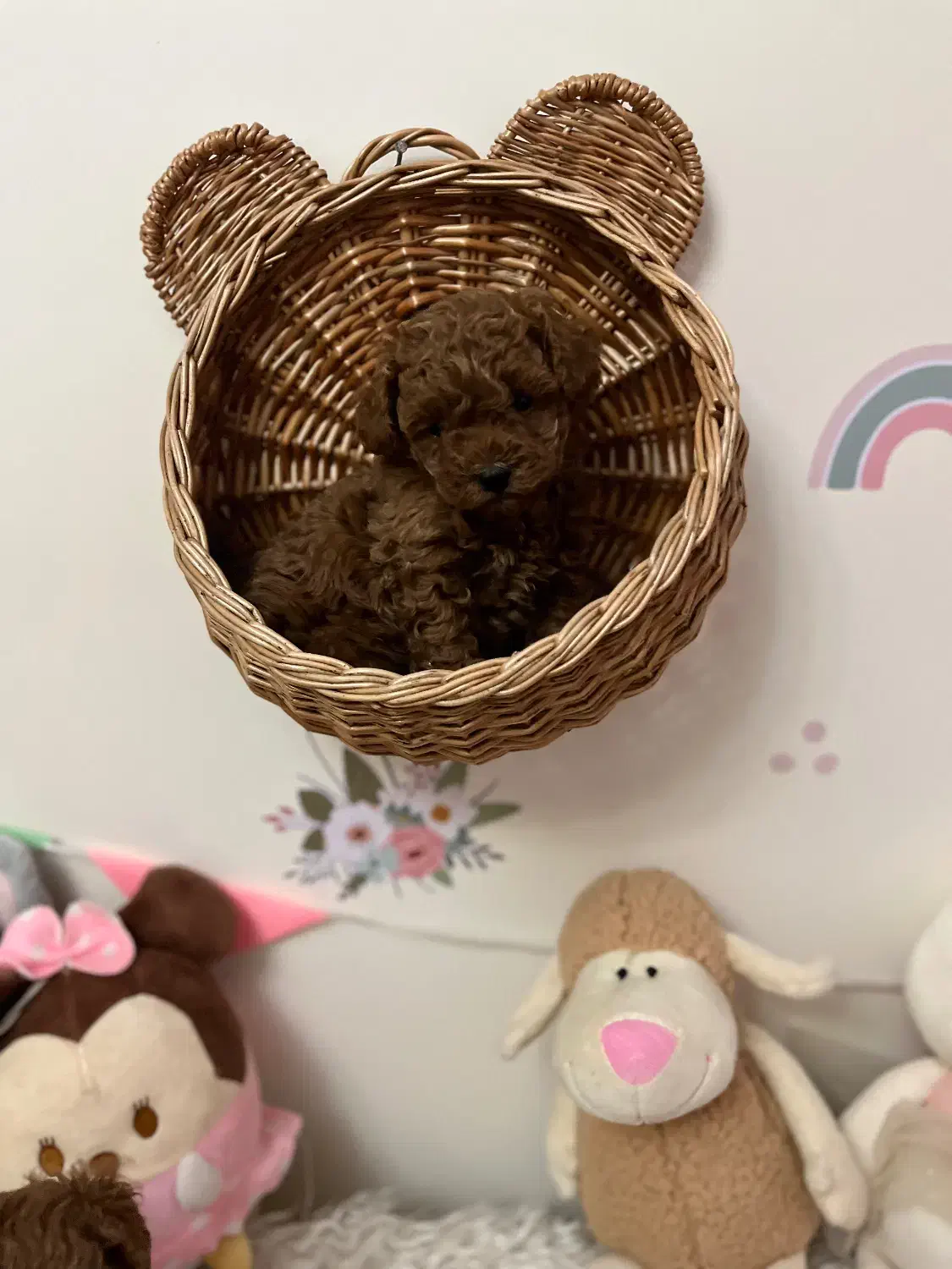 توی پودل|سگ|کرج, فاز ۱ مهرشهر|دیوار