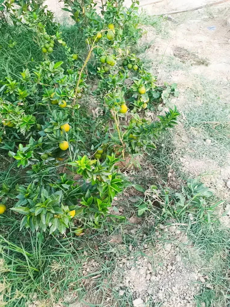 نهالهای چهارفصل صددرصد پرگل و پر میوه و درجه یک|گل و گیاه طبیعی|شیراز, احمدی جنوبی|دیوار