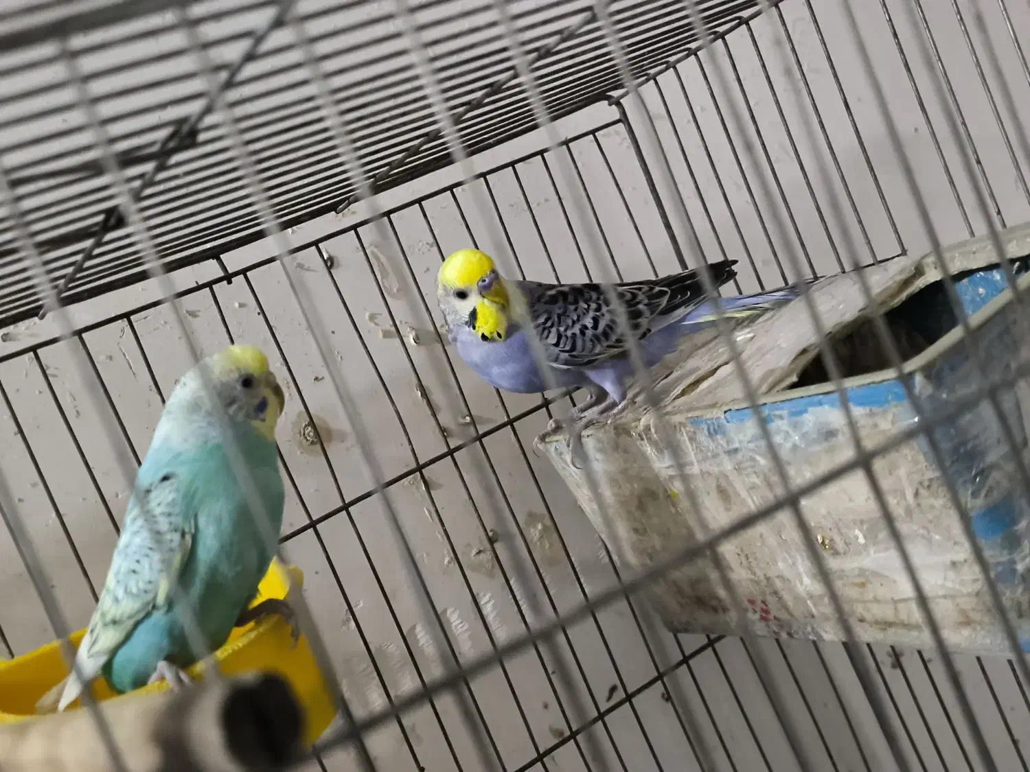 جفت مرغ عشق رینبو مولد|پرنده|بندر ماهشهر, |دیوار