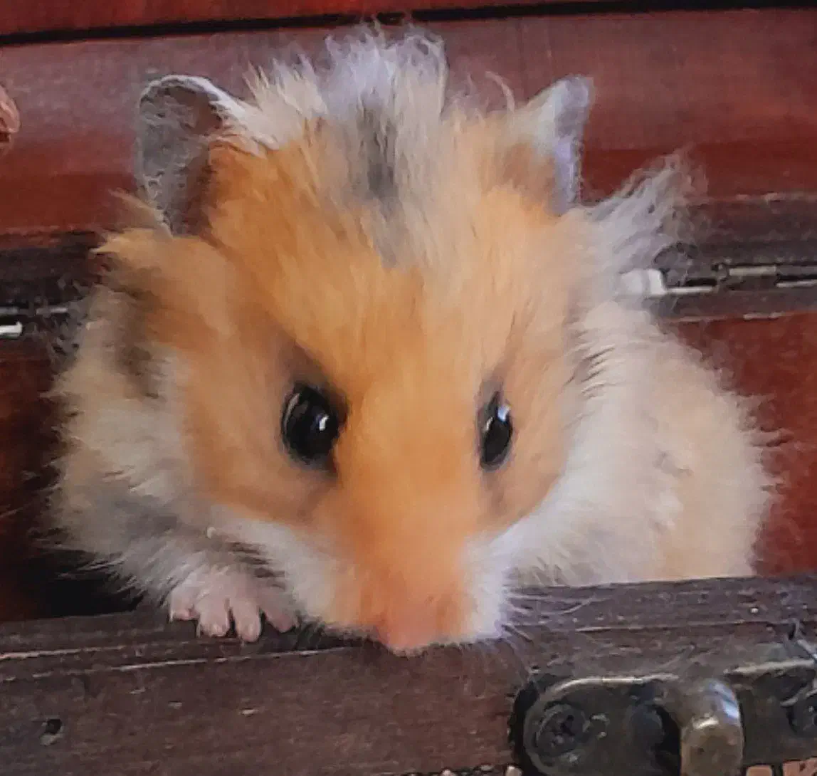 همستر بازیگوش|موش و خرگوش|بیرجند, |دیوار