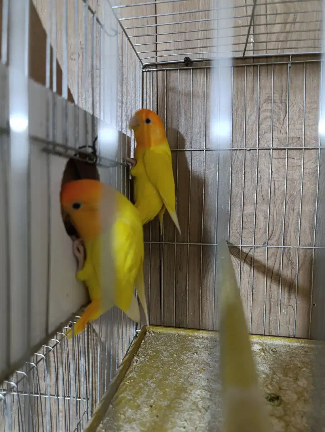 طوطک|پرنده|مرند, |دیوار