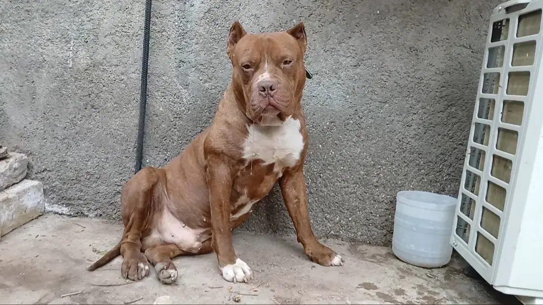 نر پیتبول‌تریر بالغ20ماهه|سگ|تهران, فرودگاه مهرآباد|دیوار