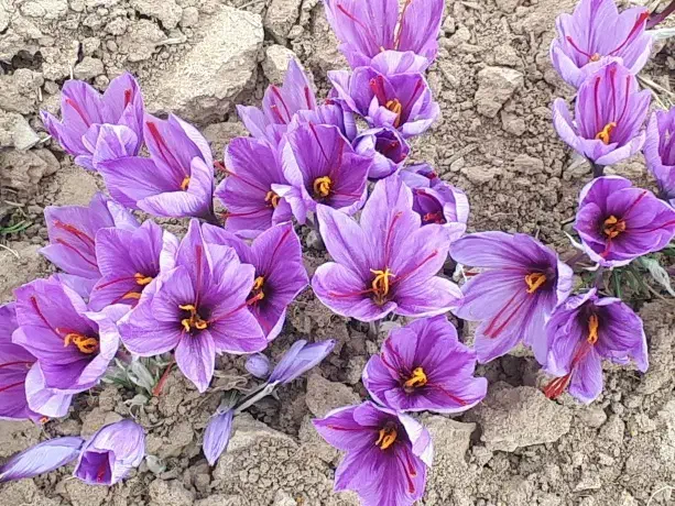 فروش گل زعفران مشهد در تهران (گل تازه زعفران)|خوردنی و آشامیدنی|تهران, میرداماد|دیوار