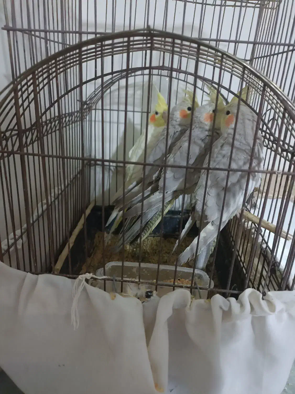 عروس هلندی|پرنده|مشهد, شهید بصیر|دیوار