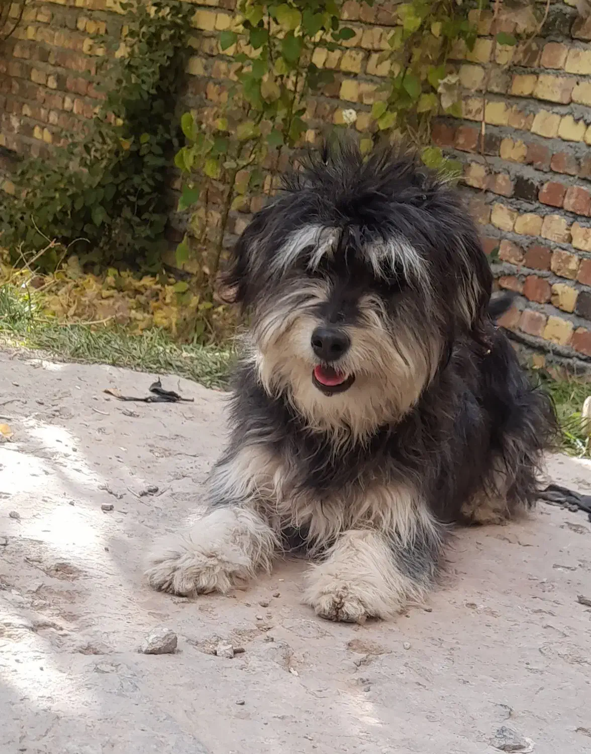 سگ باهوش وبازیگوش|سگ|اراک, |دیوار