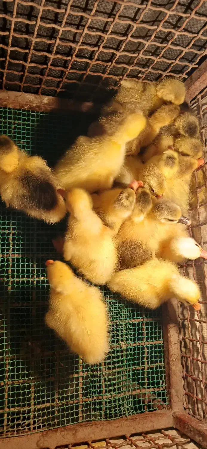 بچه غاز سه روزه  ۲۳۵بچه اردک هلندی یک هفته ۸۵|حیوانات مزرعه|کیاکلا, |دیوار