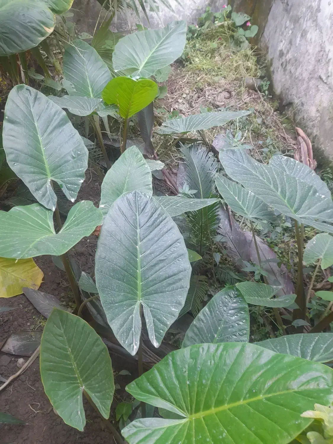 گل طبیعی بابا آدم|گل و گیاه طبیعی|آمل, |دیوار