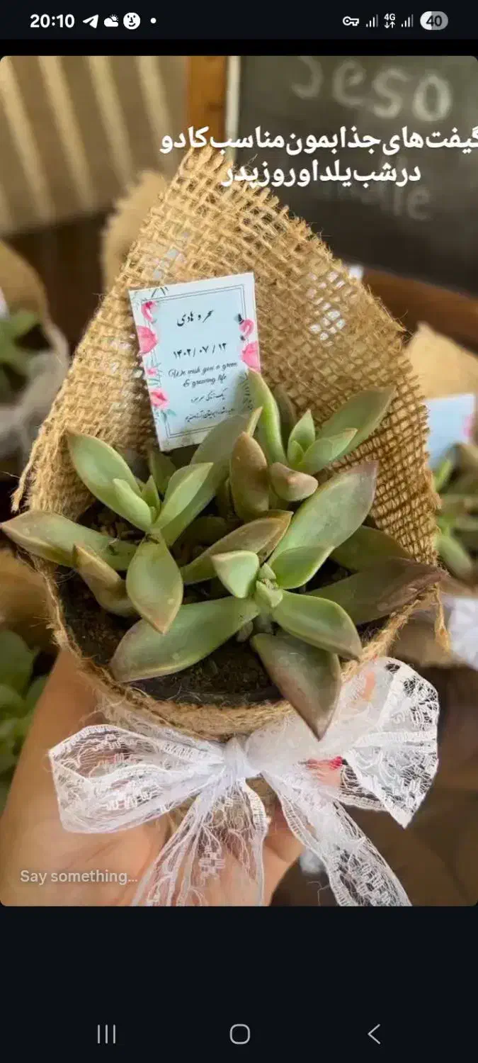 گل‌مینیمال‌بندانگشتی|گل و گیاه طبیعی|رباط‌کریم, مسکن مهر آبشناسان|دیوار