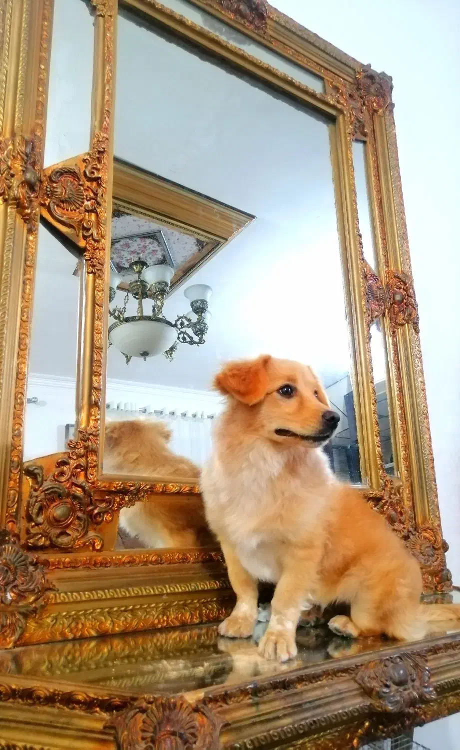 سگ پاکوتاه|سگ|درمیان, |دیوار