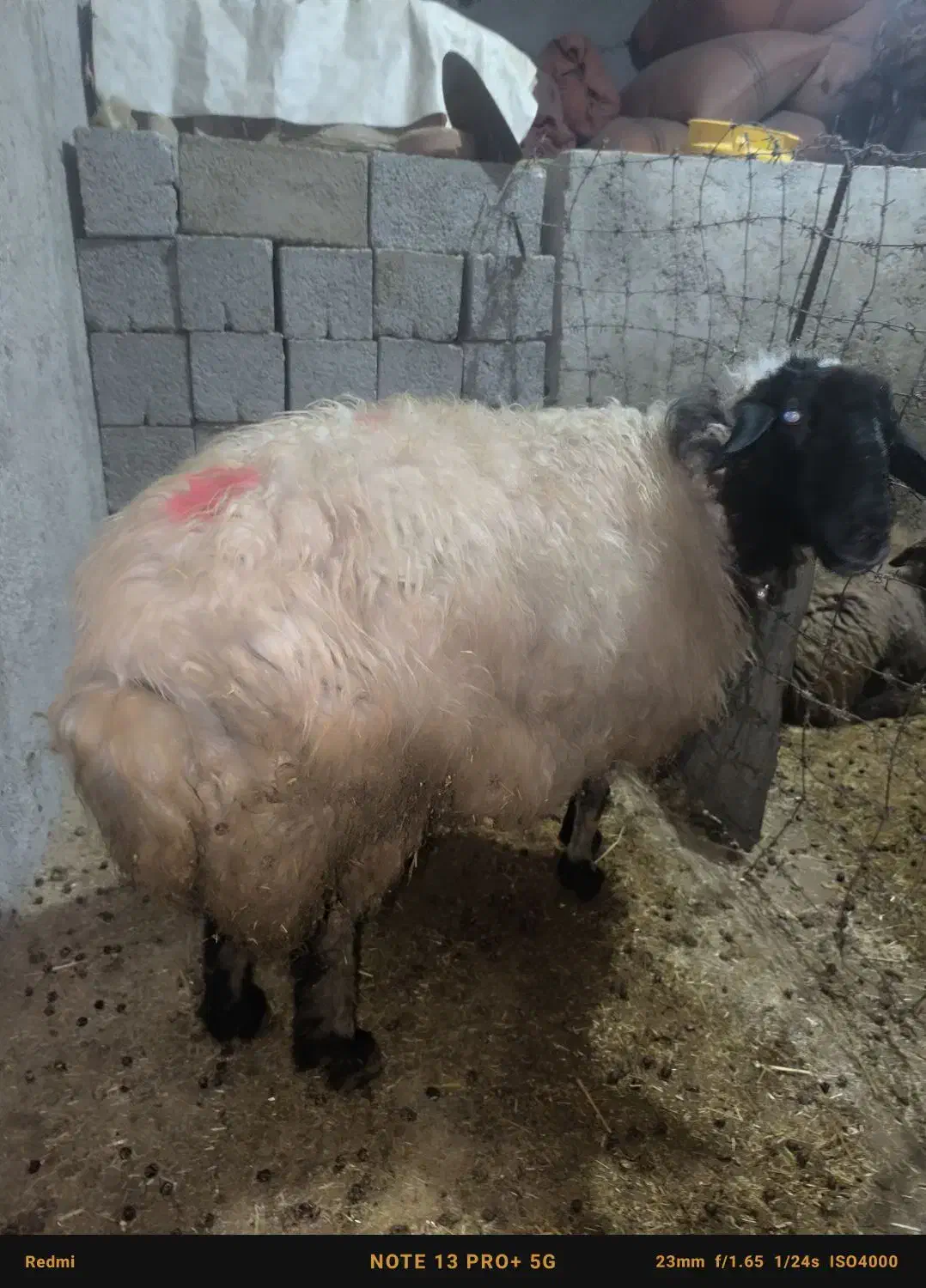 فروش گوسفند باب قصابی ‌|حیوانات مزرعه|ایلام, |دیوار