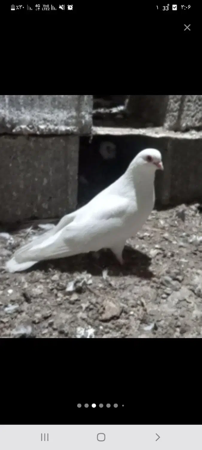 فروش فوری کبوتر|پرنده|رشت, حومه رشت|دیوار
