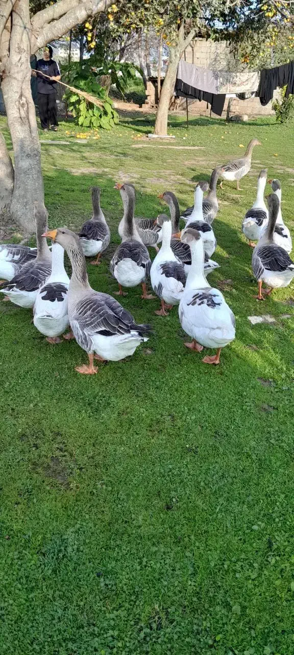 غاز محلی و نمایی|حیوانات مزرعه|گوراب زرمیخ, |دیوار