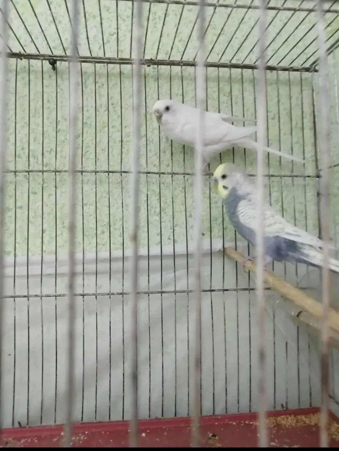 مرغ عشق|پرنده|شیراز, شهرک بهار|دیوار