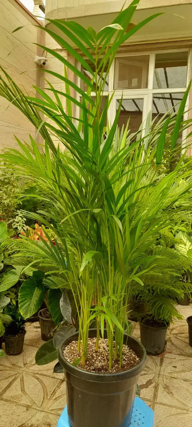 گل آپارتمانی اریکا پر پشت بادوام لطفا ورق بزنید|گل و گیاه طبیعی|تبریز, |دیوار