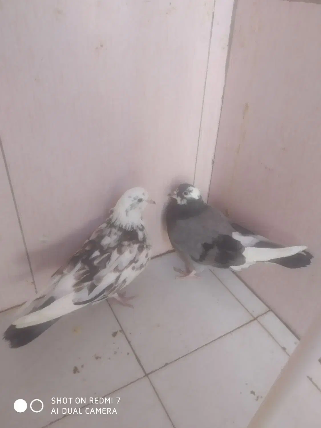 کفتر|پرنده|هشتگرد, شهرک افشاریه|دیوار