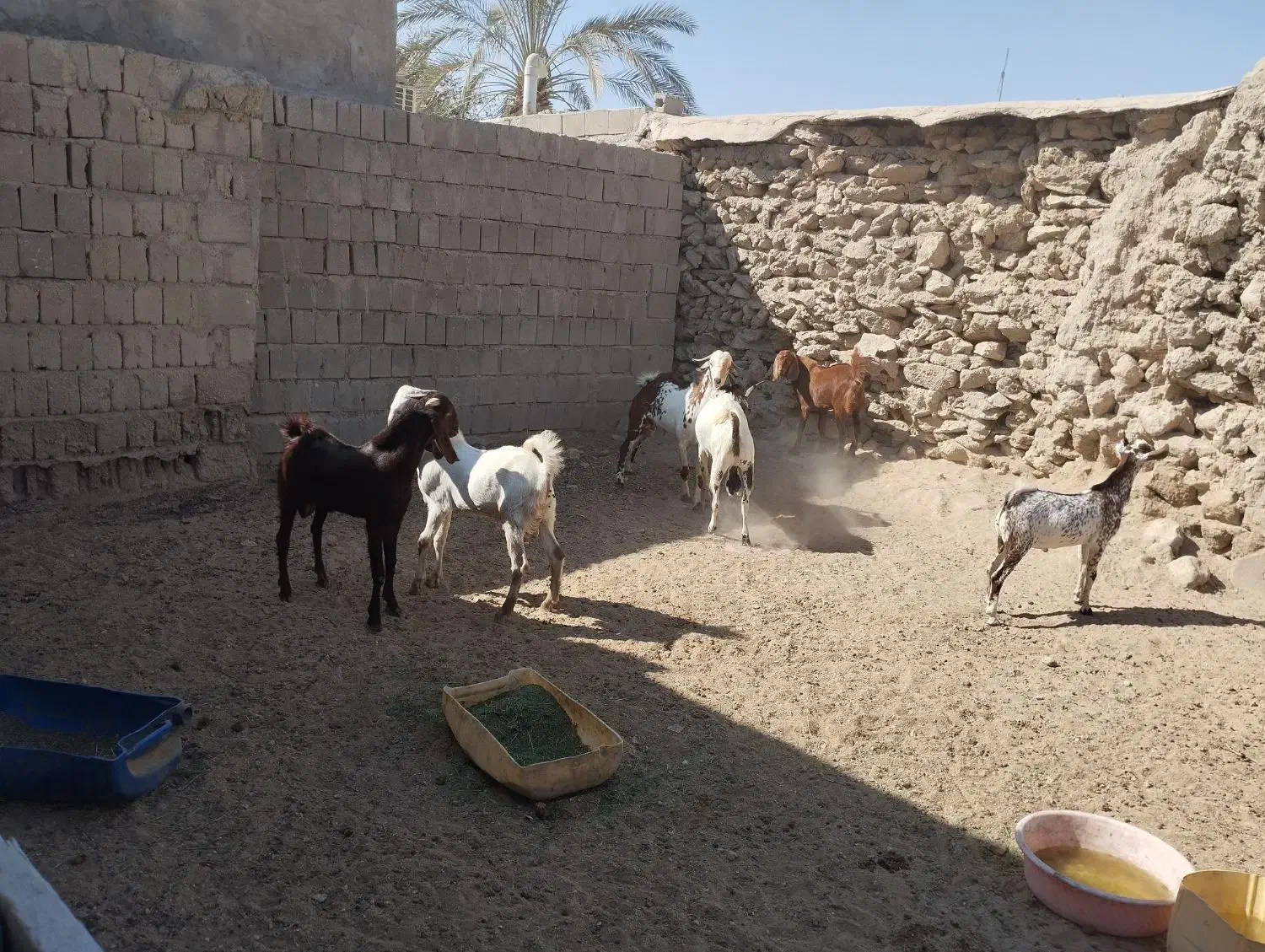 دامداری رمکان|حیوانات مزرعه|قشم, |دیوار