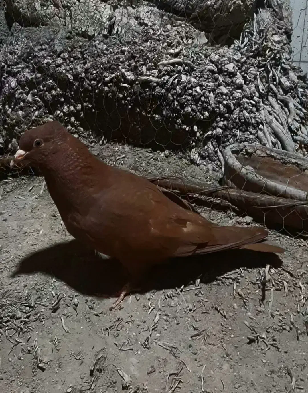 کبوتر سرخ|پرنده|اهواز, کوی سعدی|دیوار