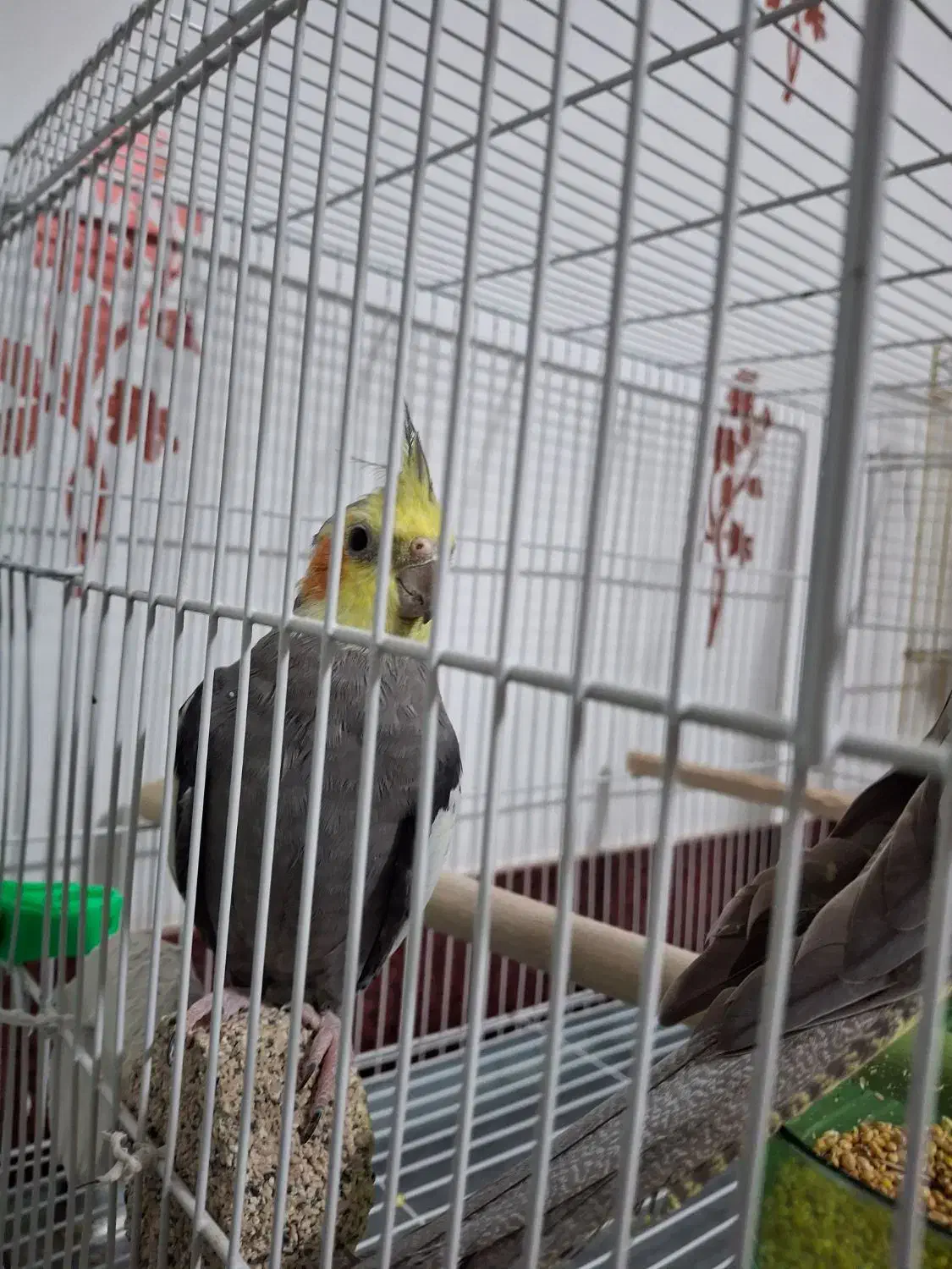 پرنده عروس هلندی جفت سیامون اهویی سخنگولوتینوکوتول|پرنده|بیرجند, |دیوار