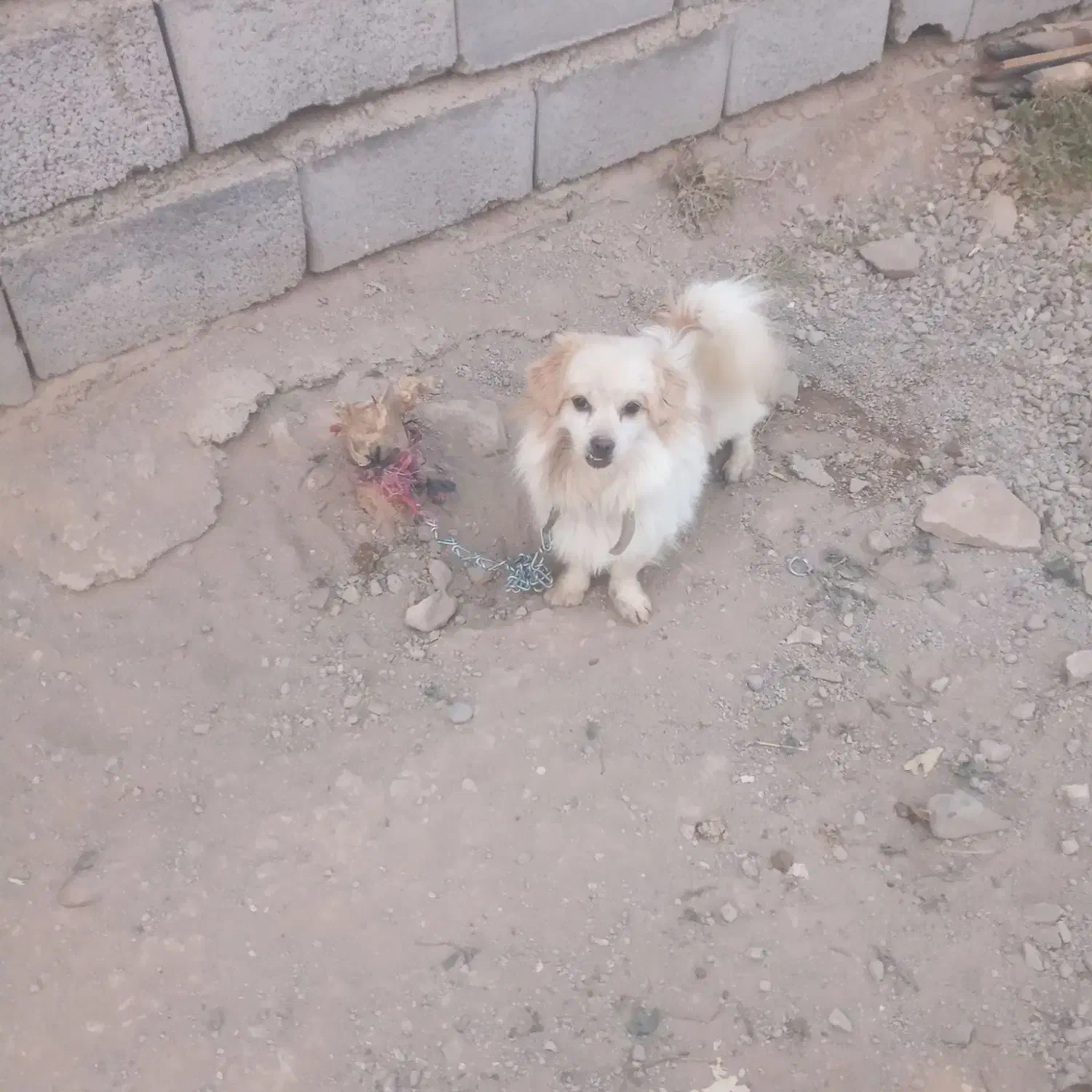 دوعدد سگ پاکوتا واگزار میشود|سگ|زنجان, |دیوار