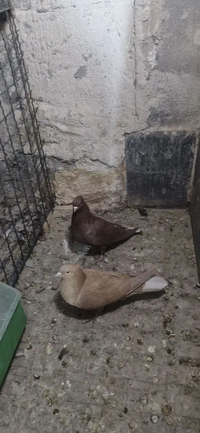 دم سفید و سینه سیاه|پرنده|کرمان, |دیوار