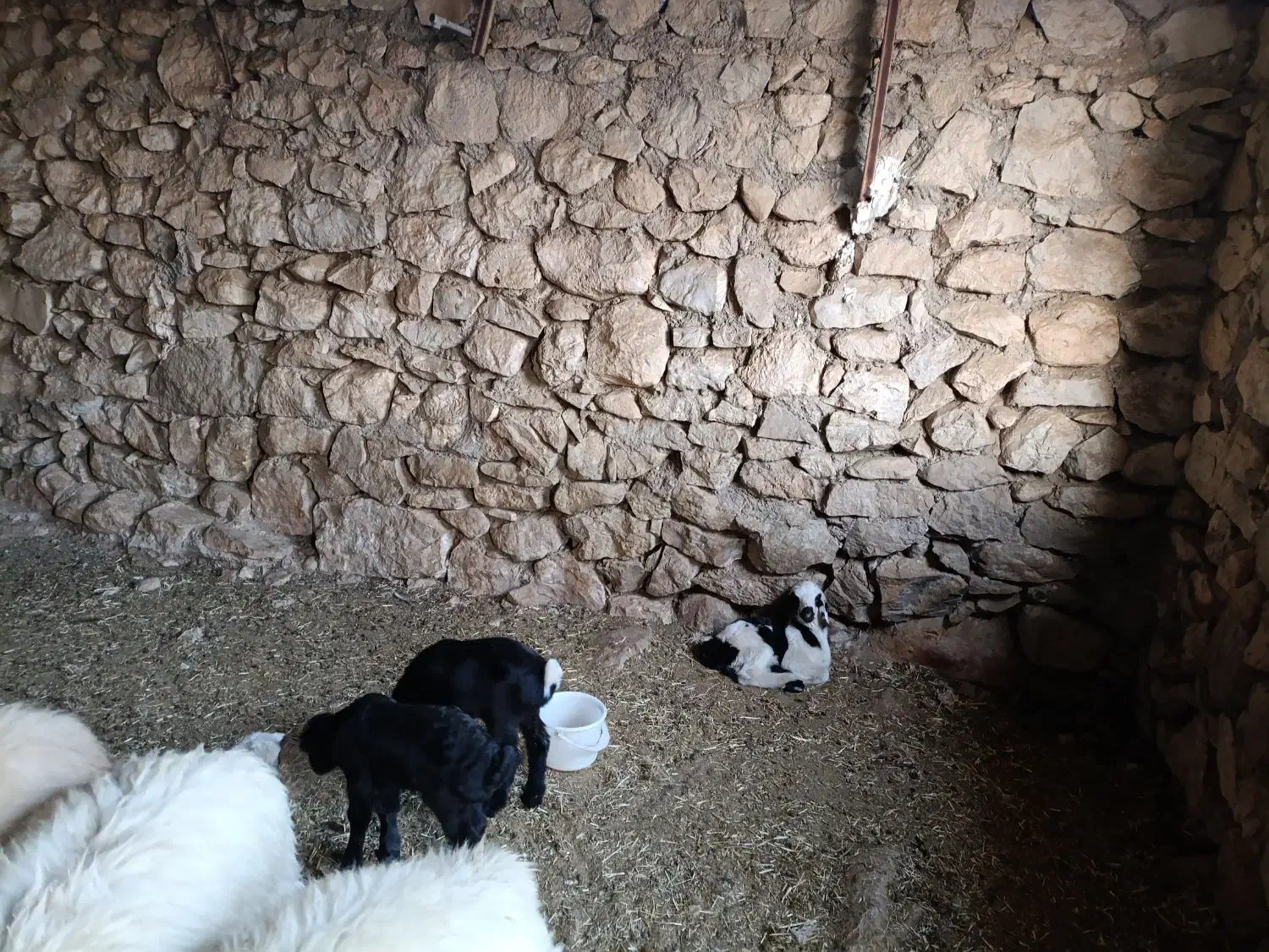 گوسفند|حیوانات مزرعه|لیکک, |دیوار