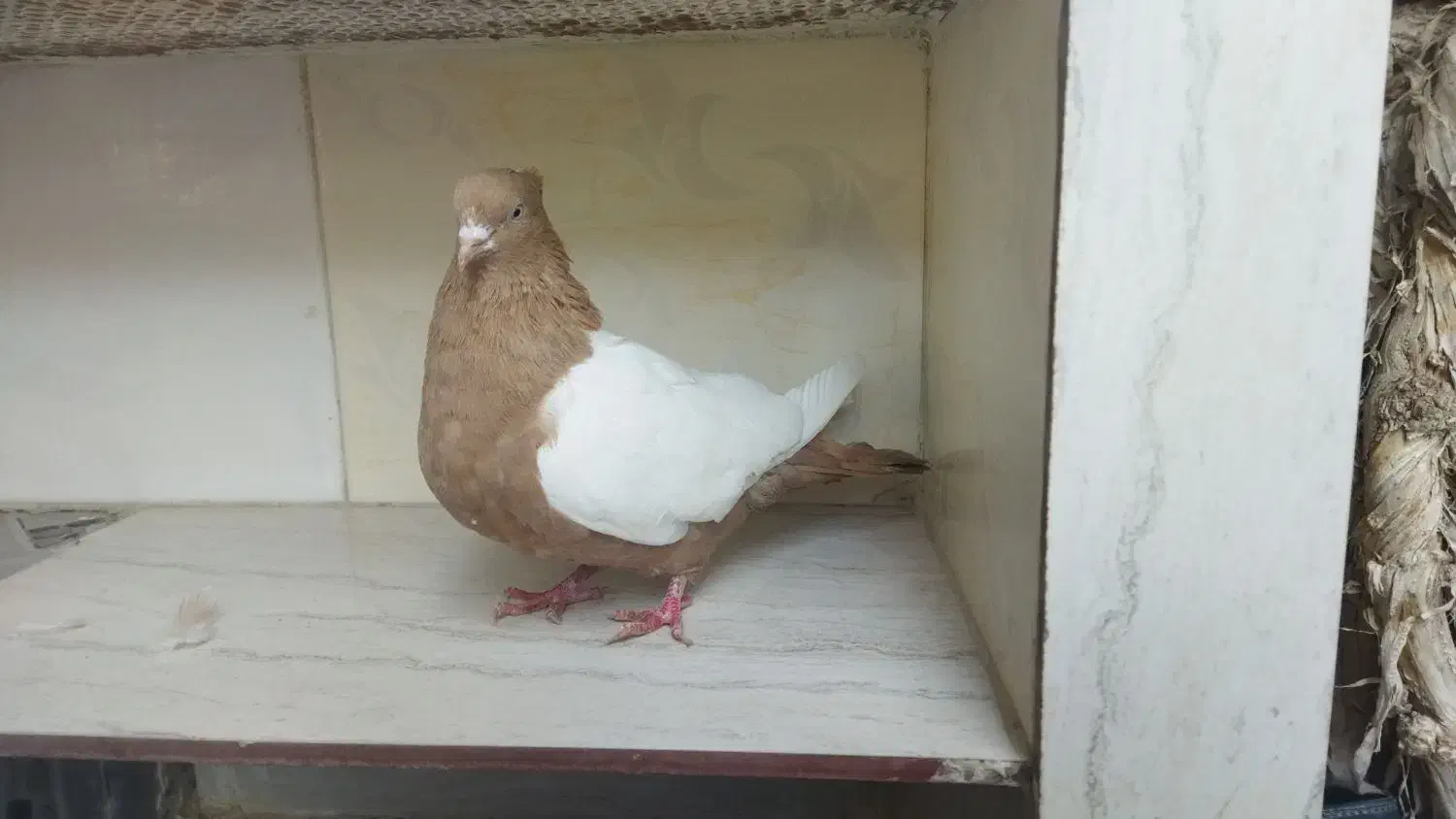 سینه ماده|پرنده|آشخانه, |دیوار