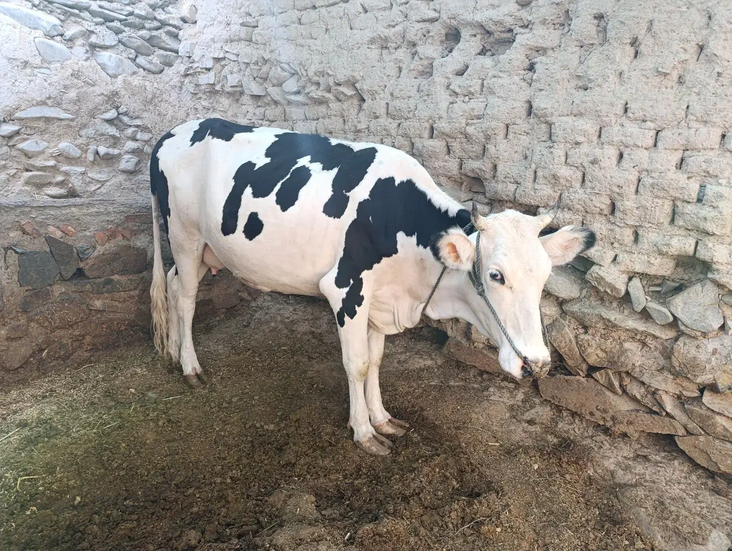 گاو وگوساله|حیوانات مزرعه|سراوان, |دیوار